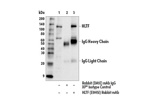Immunoprecipitation Image 1: HLTF (E9H5I) Rabbit Monoclonal Antibody