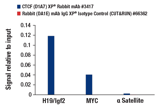 CUT & RUN Image 3: CTCF (D1A7) Rabbit Monoclonal Antibody