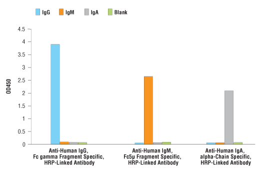 undefined Image 1: Anti-Human IgG, Fc gamma Fragment Specific, HRP-Linked Antibody