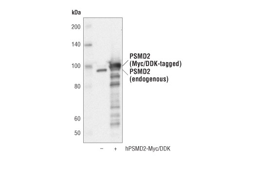 Western Blotting Image 2: PSMD2 (D6W7G) Rabbit Monoclonal Antibody