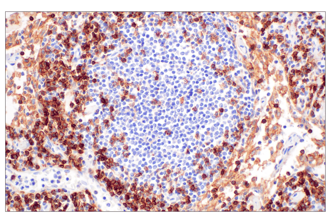 Immunohistochemistry Image 6: CD4 (MSVA-004R) Rabbit Monoclonal Antibody