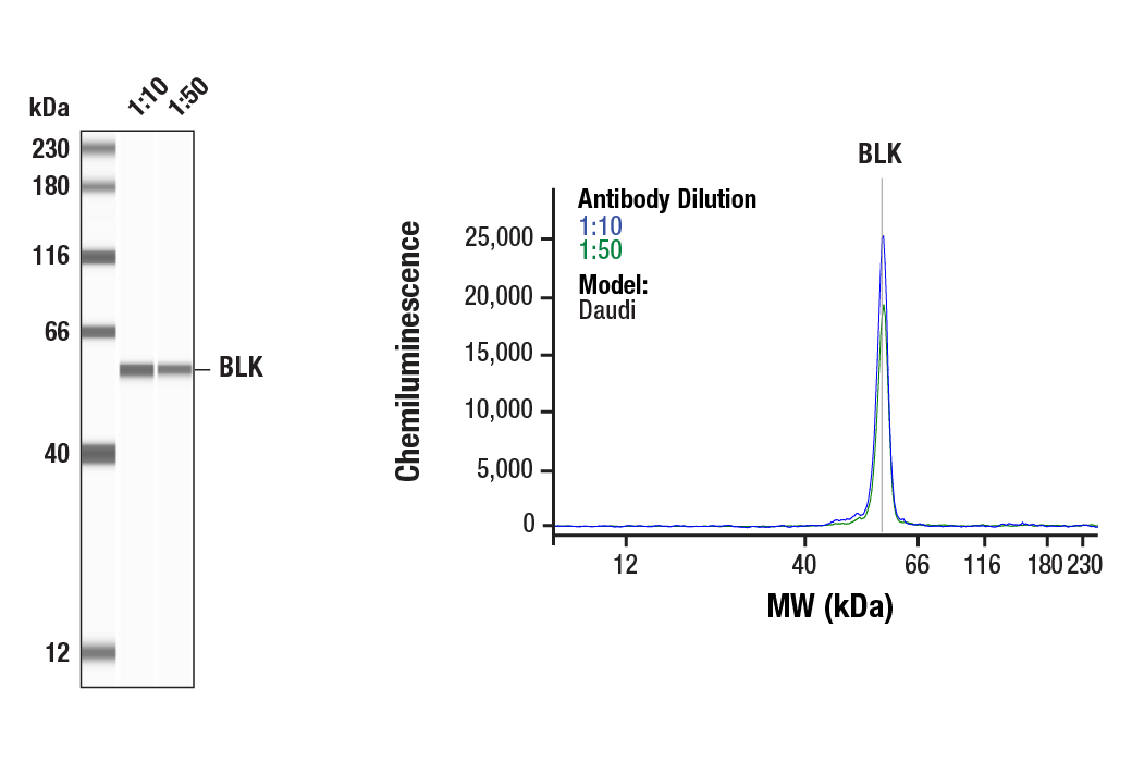 Western Blotting Image 1: BLK (E8T1B) Rabbit Monoclonal Antibody