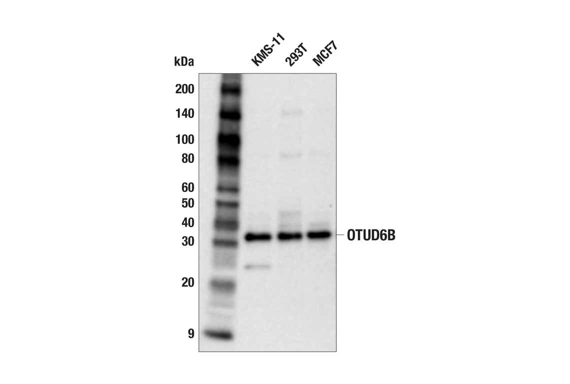 Western Blotting Image 2: OTUD6B (F6K7V) Rabbit Monoclonal Antibody