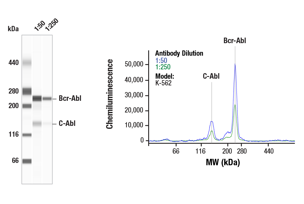 undefined Image 26: c-Oncogene Antibody Sampler Kit