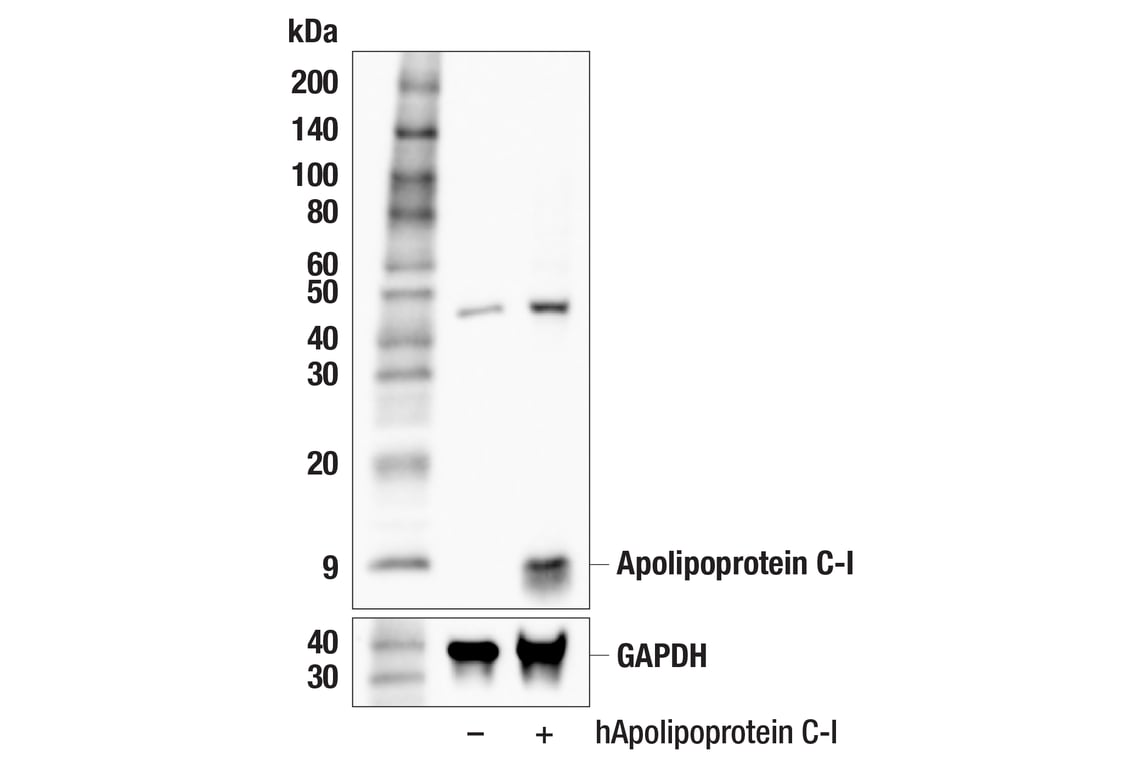 Western Blotting Image 2: Apolipoprotein C-I (F9L6S) Rabbit Monoclonal Antibody