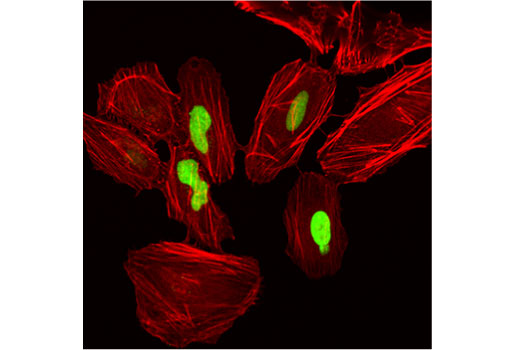 Immunofluorescence Image 1: Cre Recombinase (D7L7L) Rabbit Monoclonal Antibody (BSA and Azide Free)