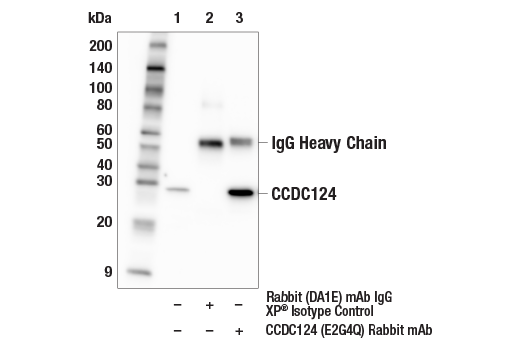 Immunoprecipitation Image 1: CCDC124 (E2G4Q) Rabbit Monoclonal Antibody