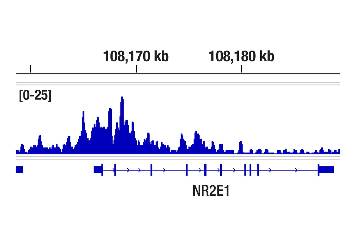 Phospho-Ezh2 (Thr345) (E7T7K) Rabbit mAb | Cell Signaling