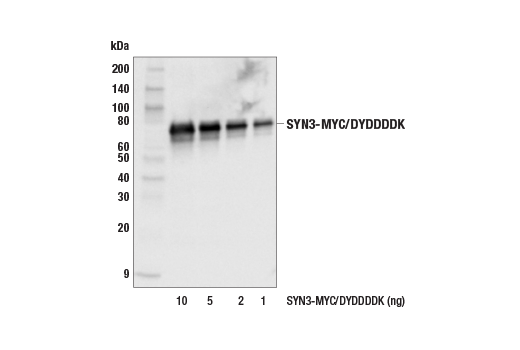 Western Blotting Image 2: Myc-Tag (71D10) Rabbit Monoclonal Antibody