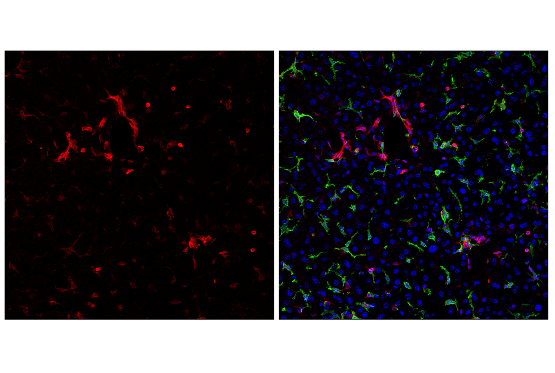 STING (E9X7F) Rabbit mAb (Alexa Fluor® 555 Conjugate) | Cell