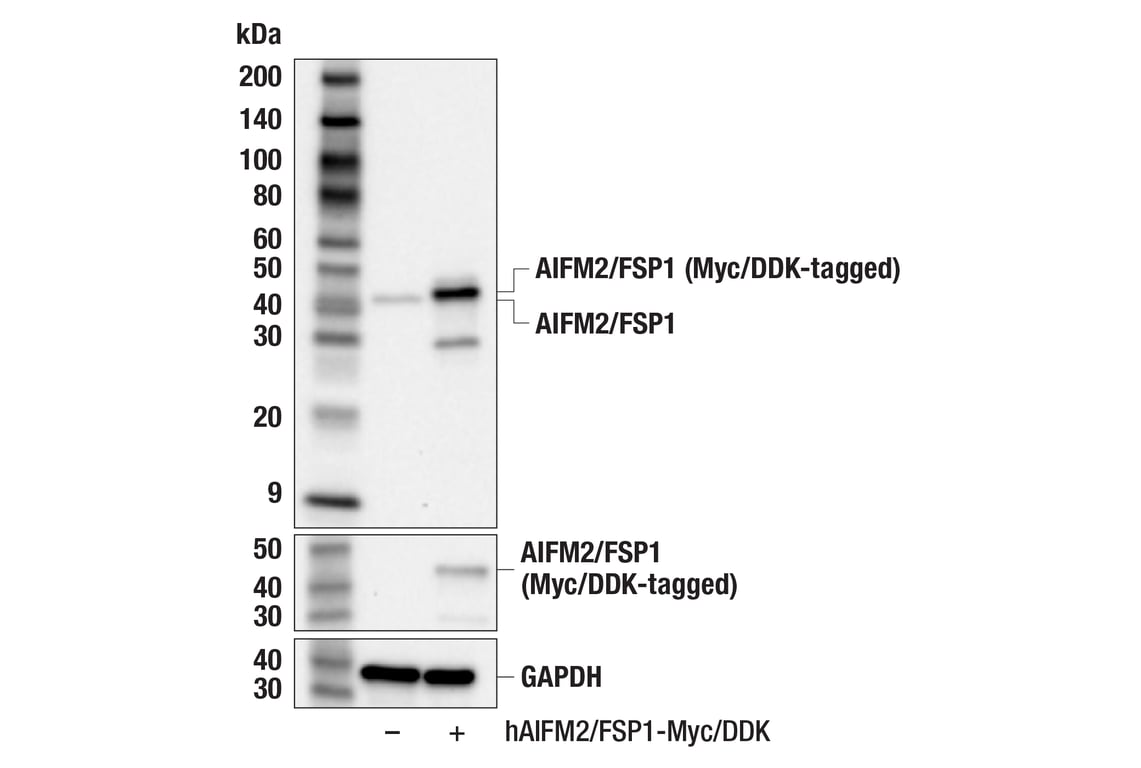 Western Blotting Image 2: AIFM2/FSP1 (F7A3L) Rabbit mAb