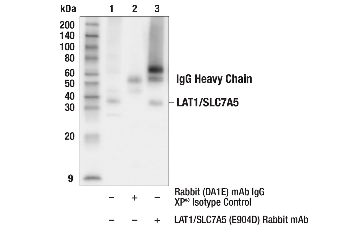 Immunoprecipitation Image 1: LAT1/SLC7A5 (E9O4D) Rabbit Monoclonal Antibody