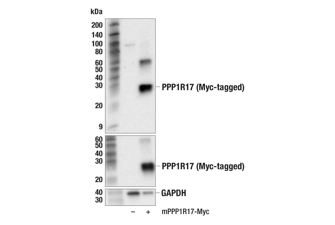 Western Blotting Image 2: PPP1R17 (F3O5C) Rabbit Monoclonal Antibody