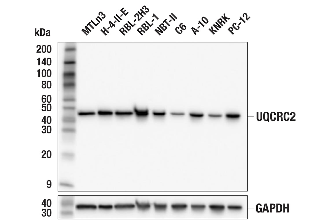 Western Blotting Image 3: UQCRC2 (F8Y5N) Rabbit Monoclonal Antibody