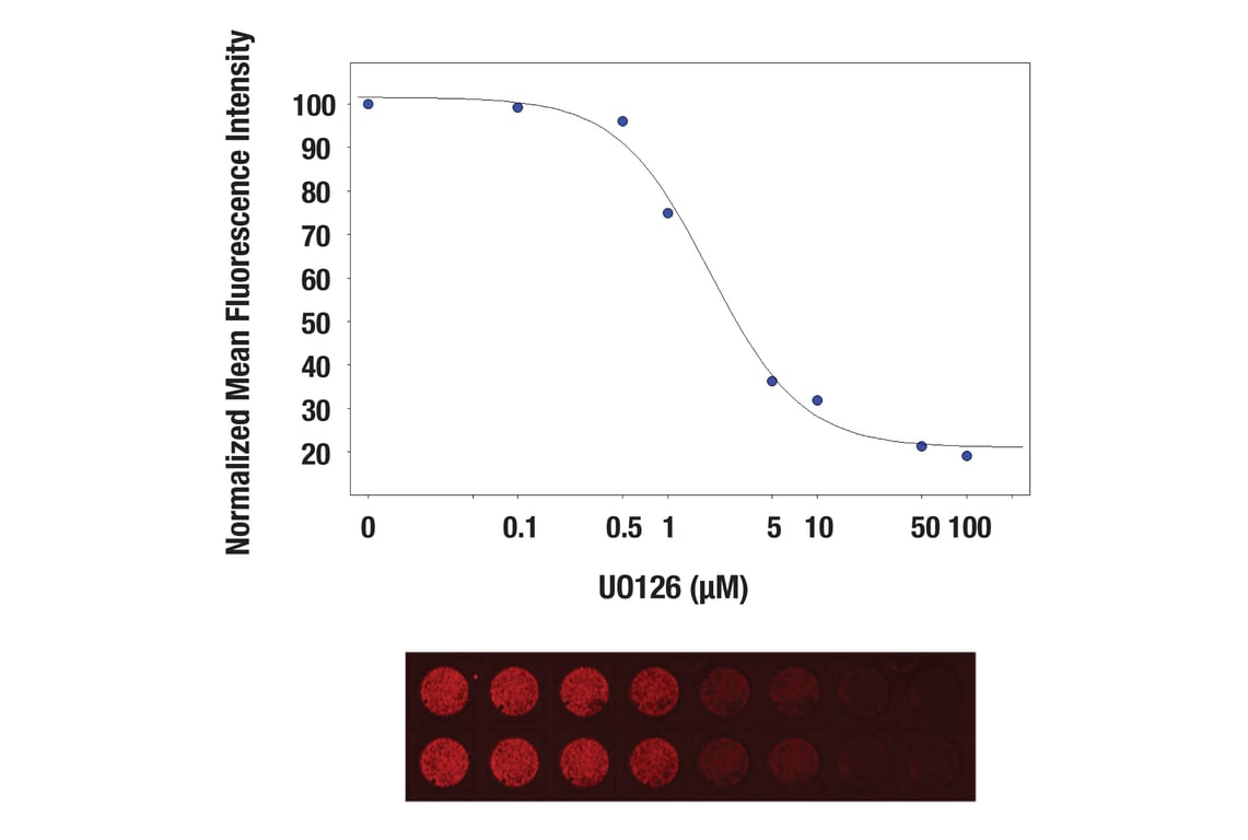 ICW Image 1: Anti-rabbit IgG (H+L) (DyLight<sup>®</sup> 680 Conjugate)