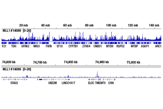 CUT & RUN Image 2: MLL1 (D2M7U) Rabbit Monoclonal Antibody (Amino-terminal Antigen)