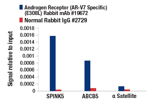 Chromatin Immunoprecipitation Image 1: Androgen Receptor (AR-V7 Specific) (E3O8L) Rabbit Monoclonal Antibody