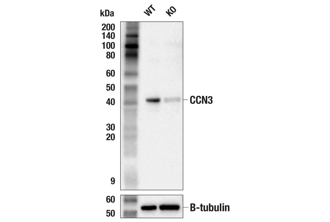 Western Blotting Image 2: CCN3 Antibody