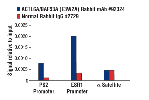 Chromatin Immunoprecipitation Image 1: ACTL6A/BAF53A (E3W2A) Rabbit Monoclonal Antibody
