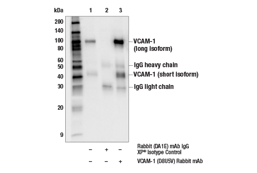 Immunoprecipitation Image 1: VCAM-1 (D8U5V) Rabbit Monoclonal Antibody