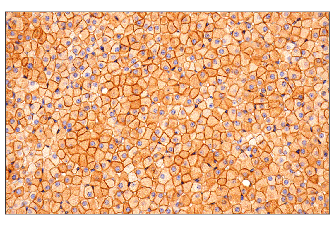 Immunohistochemistry Image 7: SCARB1 (E9H4F) Rabbit Monoclonal Antibody