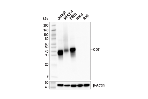 Western Blotting Image 2: CD7 (E4G1Q) Rabbit Monoclonal Antibody (BSA and Azide Free)