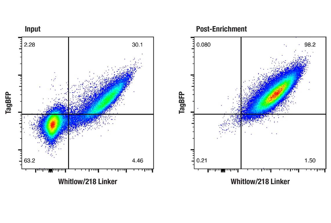 FUNC Image 2: CAR (Whitlow/218 Linker) Cell Enrichment Kit