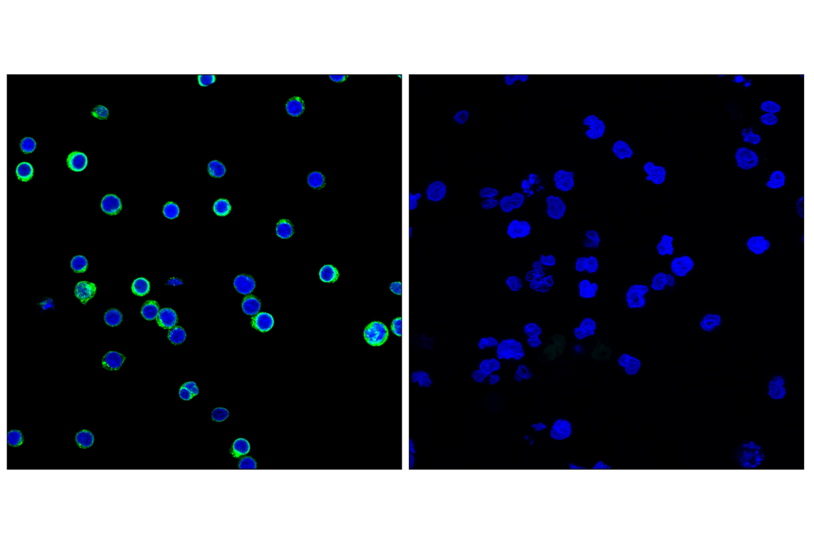Immunofluorescence Image 1: CD3 epsilon (F2E3X) Rabbit Monoclonal Antibody