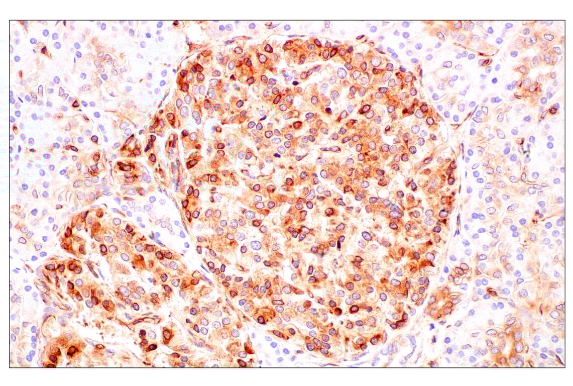 Immunohistochemistry Image 11: MHC Class I (EMR8-5) Mouse Monoclonal Antibody