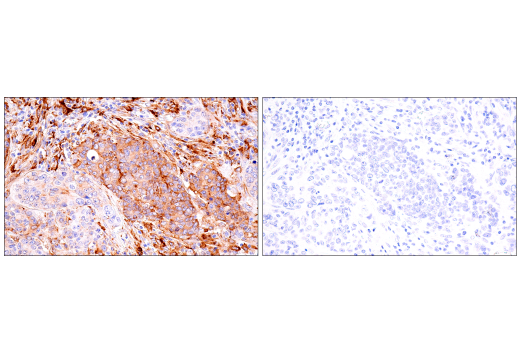 Immunohistochemistry Image 8: FcRn (E9J8W) Rabbit Monoclonal Antibody (BSA and Azide Free)