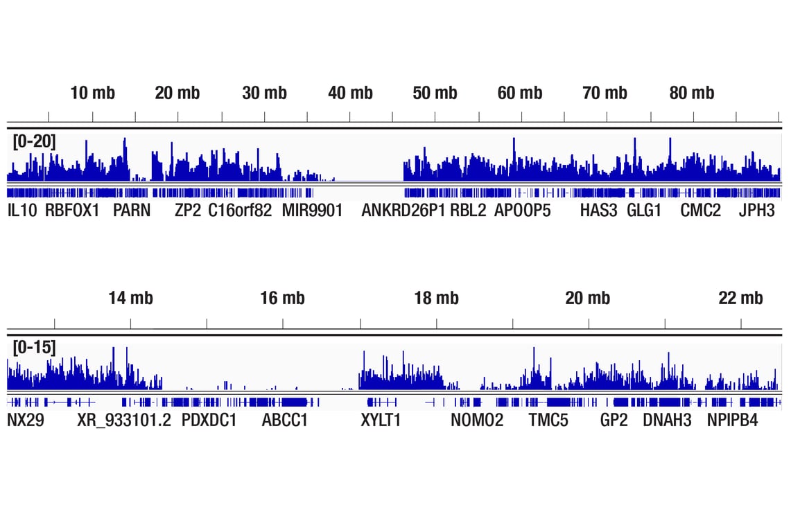 CUT & Tag Image 2: Di-Methyl-Histone H3 (Lys9) (D85B4) Rabbit Monoclonal Antibody