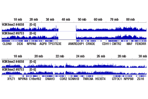 Chromatin Immunoprecipitation Image 2: Di-Methyl-Histone H3 (Lys9) (D85B4) Rabbit Monoclonal Antibody