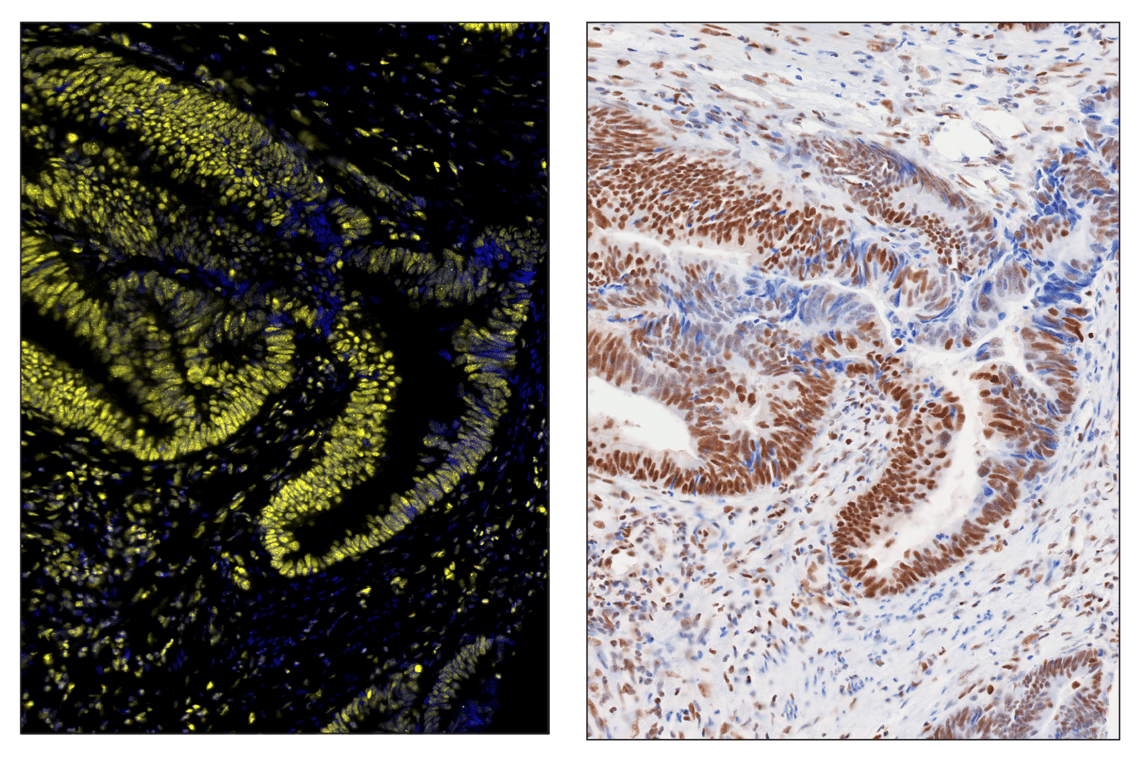 Immunohistochemistry Image 6: Phospho-CREB (Ser133) (87G3) & CO-0125-594 SignalStar<sup>™</sup> Oligo-Antibody Pair