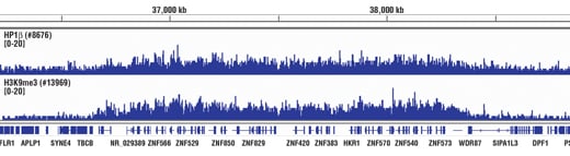 Chromatin Immunoprecipitation Image 1: HP1 beta (D2F2) Rabbit Monoclonal Antibody