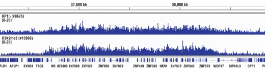 Chromatin Immunoprecipitation Image 1: HP1β (D2F2) XP<sup>®</sup> Rabbit mAb