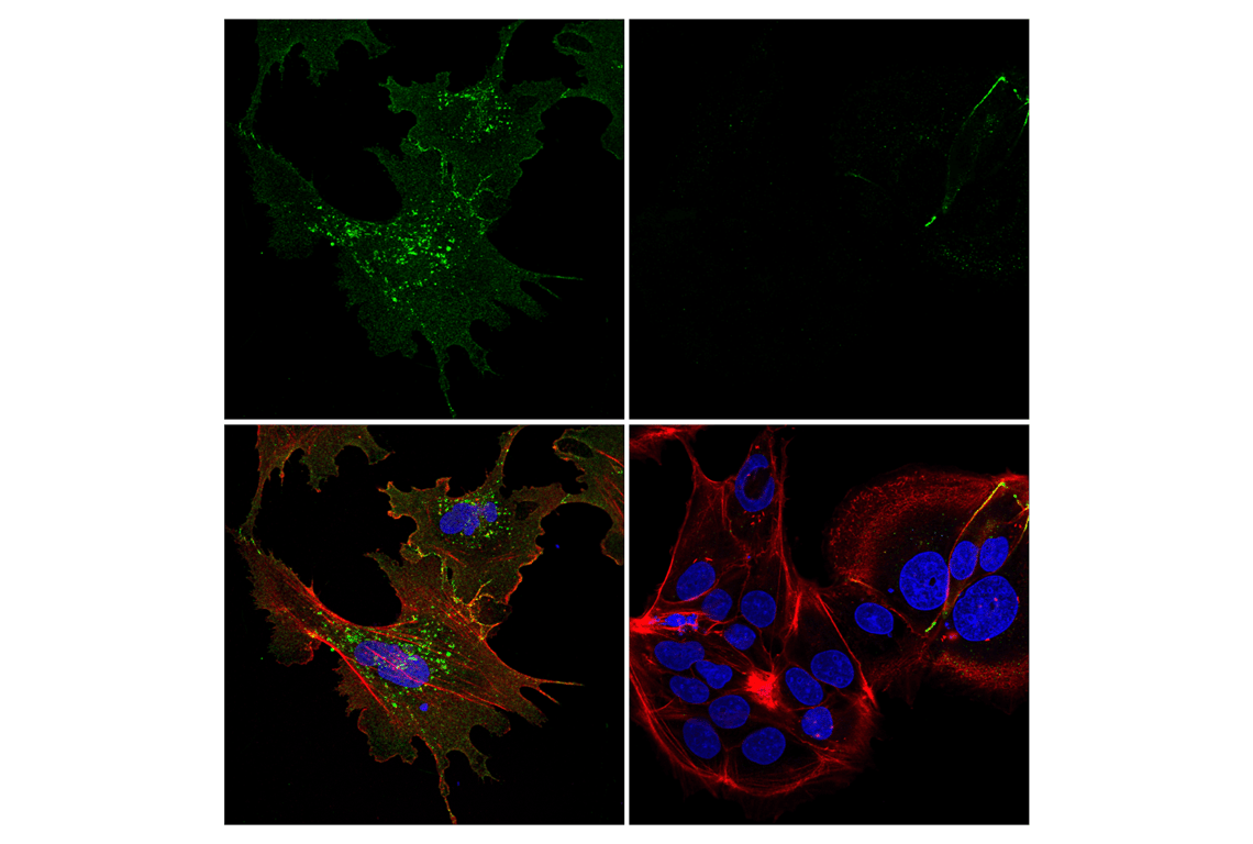 Immunofluorescence Image 1: Connexin 43 (E7N2R) XP<sup>®</sup> Rabbit mAb (BSA and Azide Free)