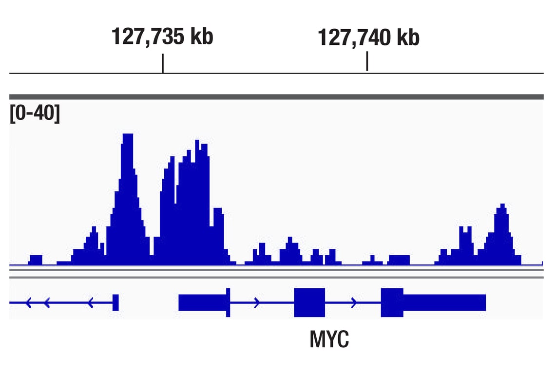 CUT & Tag Image 1: CTCF (D1A7) Rabbit Monoclonal Antibody