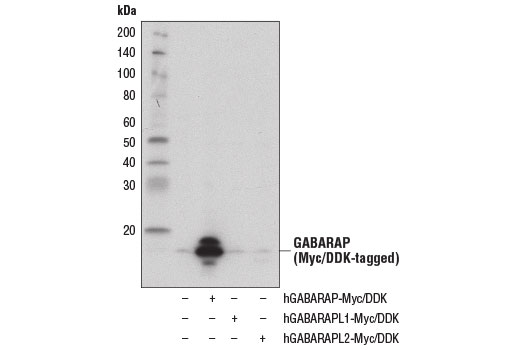 Western Blotting Image 2: GABARAP (E1J4E) Rabbit Monoclonal Antibody (BSA and Azide Free)