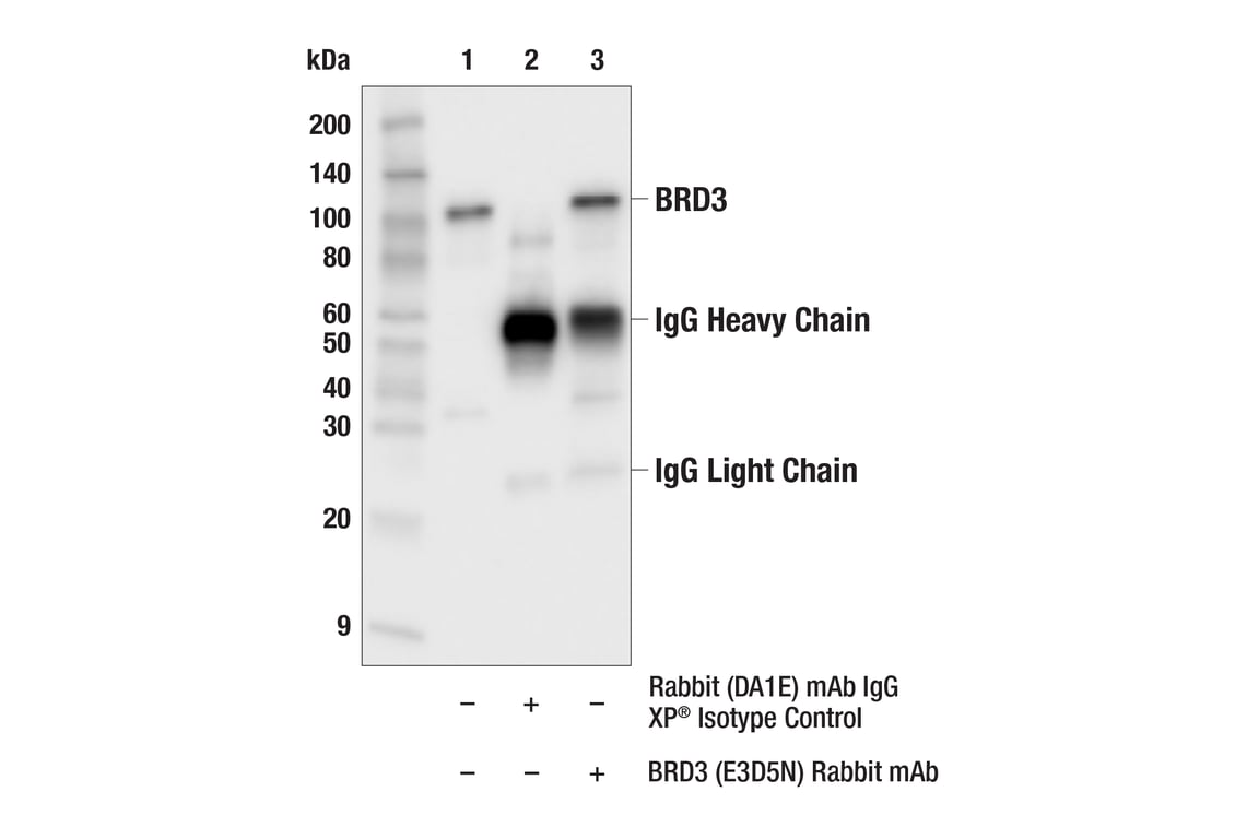 Immunoprecipitation Image 1: BRD3 (E3D5N) Rabbit Monoclonal Antibody