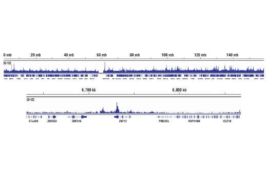 Chromatin Immunoprecipitation Image 2: ESET (D4M8R) XP<sup>®</sup> Rabbit mAb