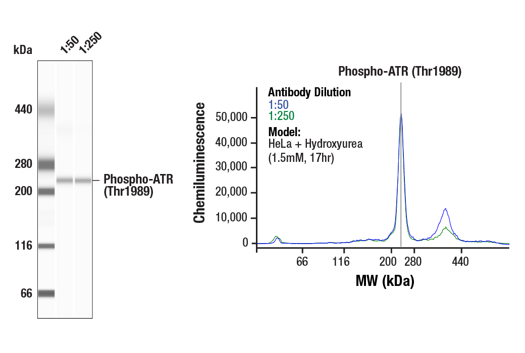 Western Blotting Image 1: Phospho-ATR (Thr1989) (D5K8W) Rabbit Monoclonal Antibody