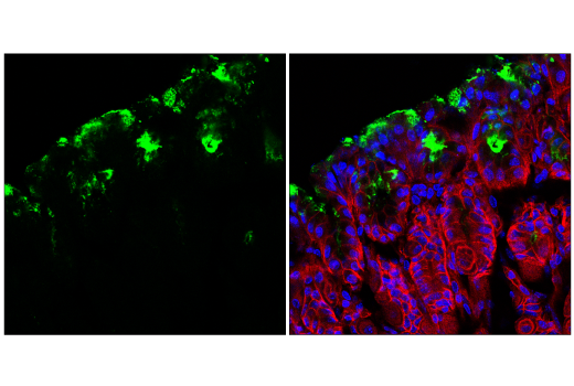 Immunofluorescence Image 1: MUC5AC (E9V1O) Rabbit Monoclonal Antibody