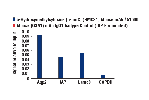 undefined Image 2: 5-Hydroxymethylcytosine (5-hmC) (HMC31) Mouse Monoclonal Antibody