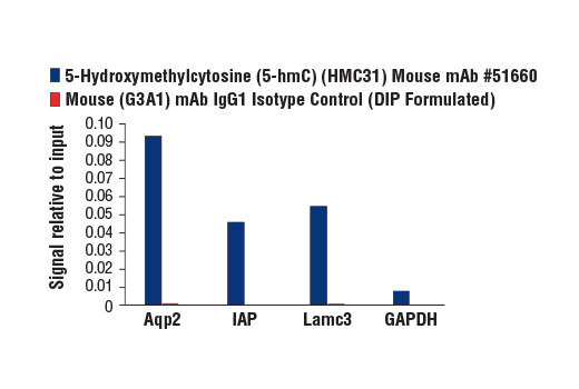 undefined Image 2: 5-Hydroxymethylcytosine (5-hmC) (HMC31) Mouse mAb