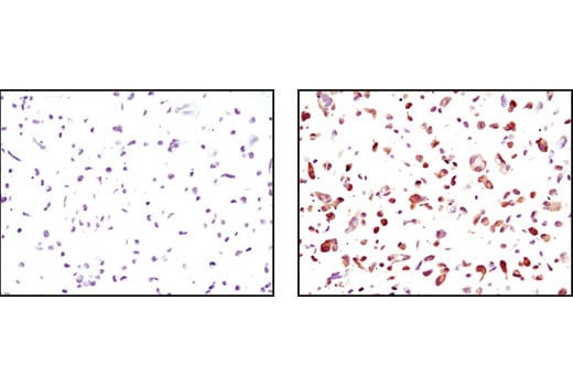Immunohistochemistry Image 1: GFP (D5.1) Rabbit Monoclonal Antibody (BSA and Azide Free)
