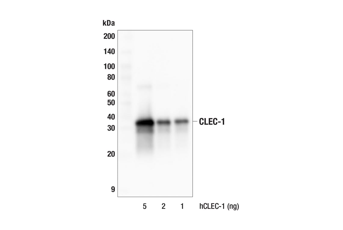 Western Blotting Image 2: CLEC-1 (F2H2R) Rabbit Monoclonal Antibody