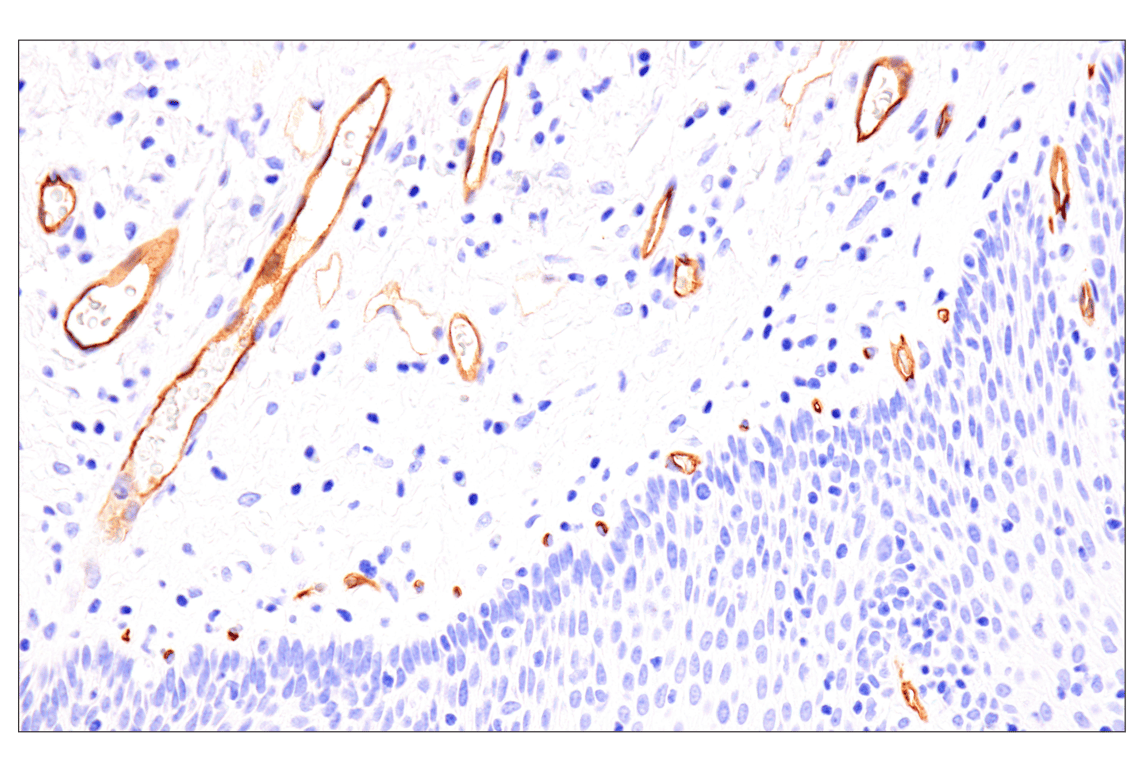 Immunohistochemistry Image 11: EMCN (E3Z4D) Rabbit Monoclonal Antibody (BSA and Azide Free)