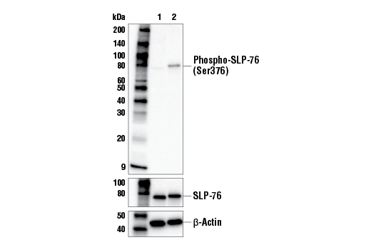 undefined Image 2: Goat Anti-Mouse Kappa Light Chain, F(ab')<sub>2</sub> Antibody (Low Endotoxin, Azide-free)