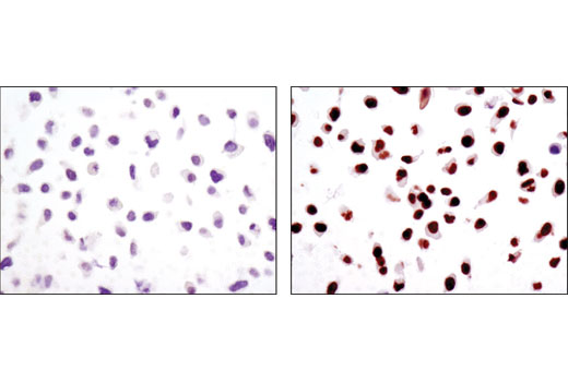 Immunohistochemistry Image 4: IRF-1 (D5E4) Rabbit Monoclonal Antibody (BSA and Azide Free)