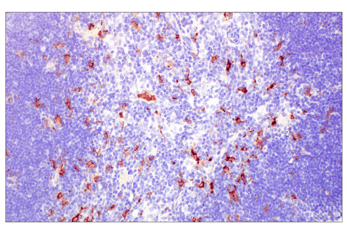 Immunohistochemistry Image 2: C1QB (E3U6X) Rabbit Monoclonal Antibody